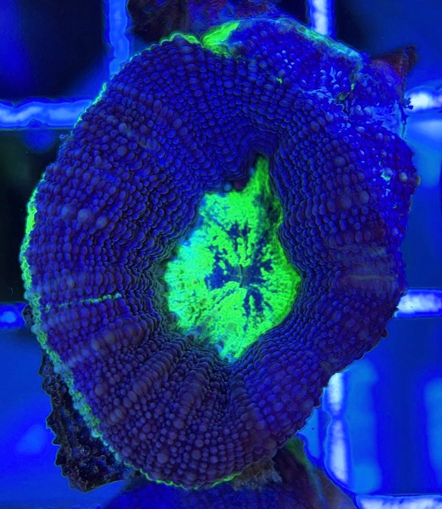 Aussie Acan Bowerbanki AAB051003 WYSIWYG