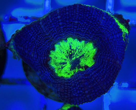 Aussie Acan Bowerbanki AAB051004 WYSIWYG