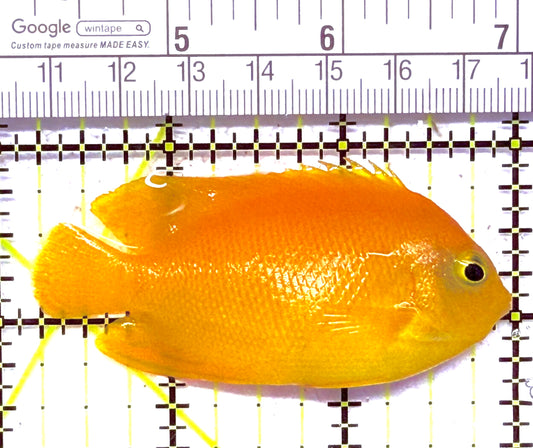 Yellow Herald's Angelfish HA020201 WYSIWYG Size: M 2.75" approx