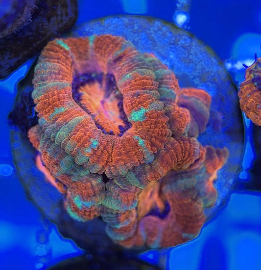 Acan Lordhowensis AL051003 WYSIWYG