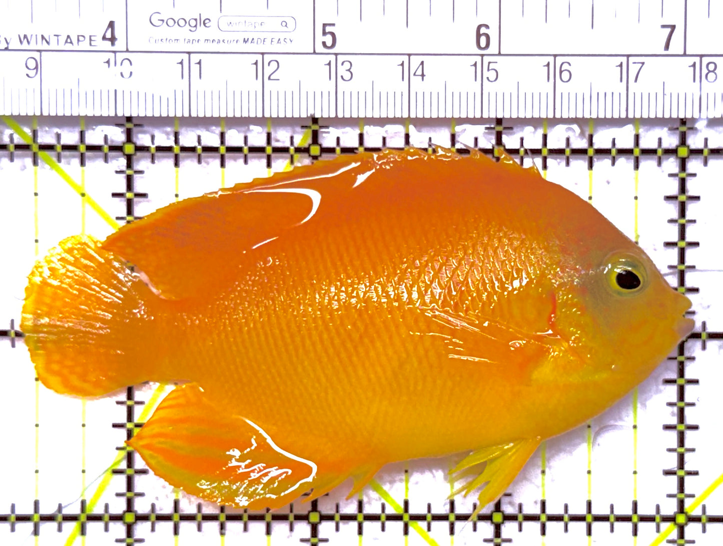 Yellow Herald's Angelfish HA020203 WYSIWYG Size: XL 3.5" approx