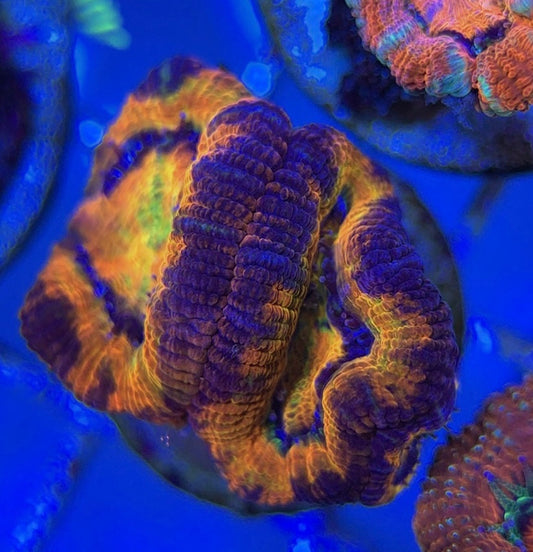 Acan Lordhowensis AL051004 WYSIWYG
