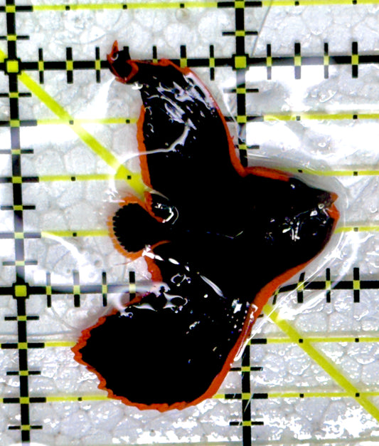 Pinnate Batfish PB022202 WYSIYWG Size: S 1.25" - Violet Aquarium 