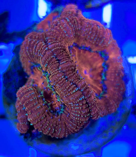 Acan Lordhowensis AL051001 WYSIWYG