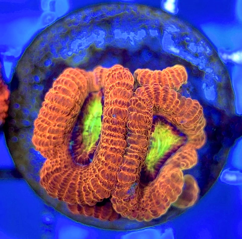 Acan Lordhowensis AL051002 WYSIWYG