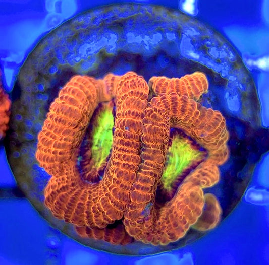 Acan Lordhowensis AL051002 WYSIWYG