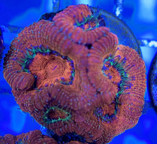 Acan Lordhowensis AL051003 WYSIWYG
