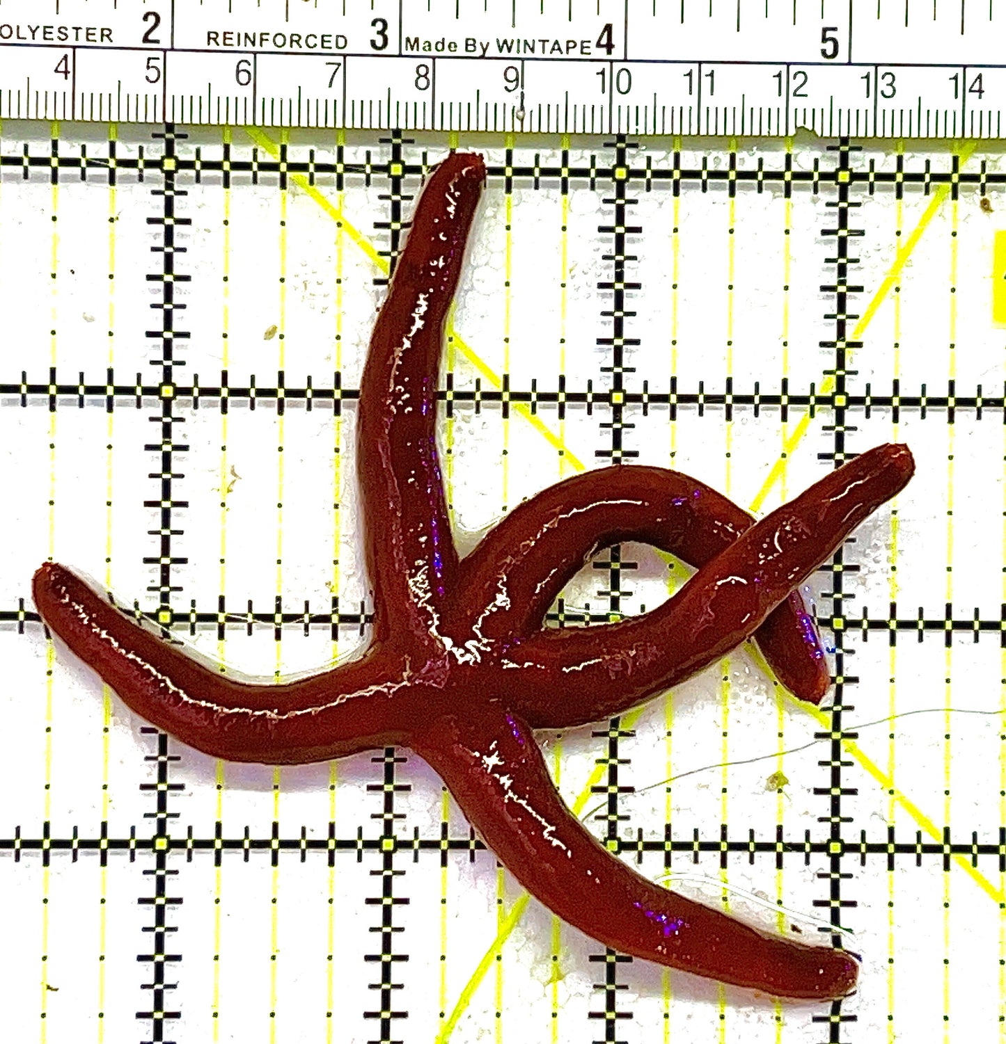 Red Orange Linckia Starfish A grade (Maldives) ROLS111805 WYSIWYG Size: Large 4" approx