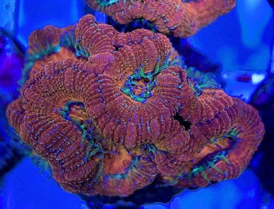 Acan Lordhowensis AL051004 WYSIWYG