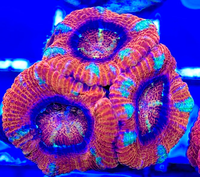 Acan Lordhowensis AL051002 WYSIWYG