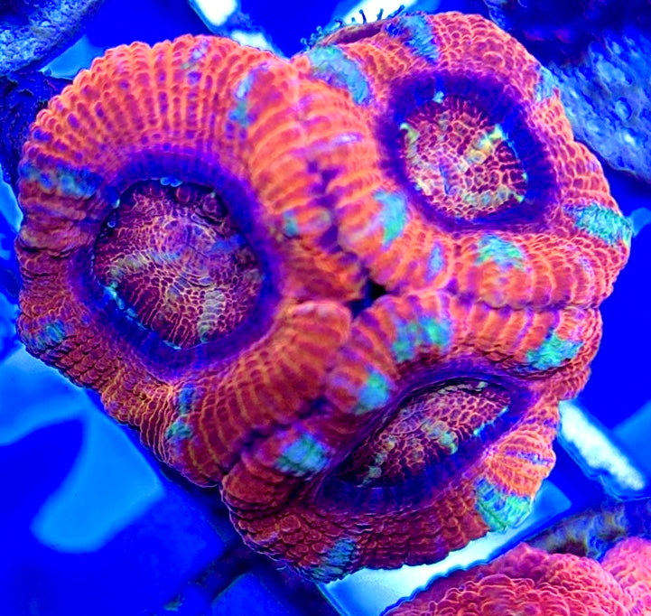 Acan Lordhowensis AL051002 WYSIWYG