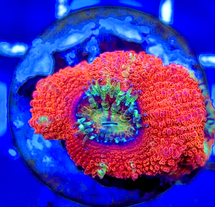 Acan Lordhowensis AL051003 WYSIWYG