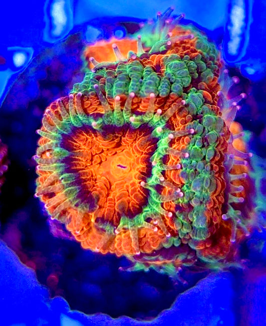 Acan Lordhowensis AL051004 WYSIWYG