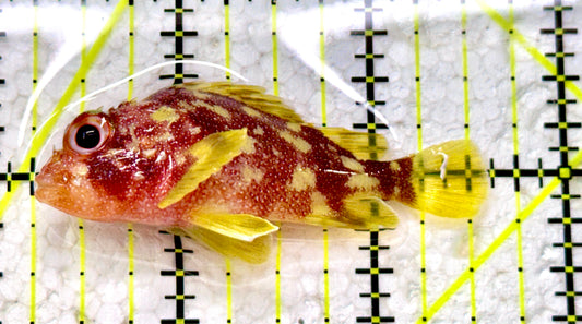 Yellowspotted Scorpionfish YS022202 WYSIWYG Size: 2.5" - Violet Aquarium 