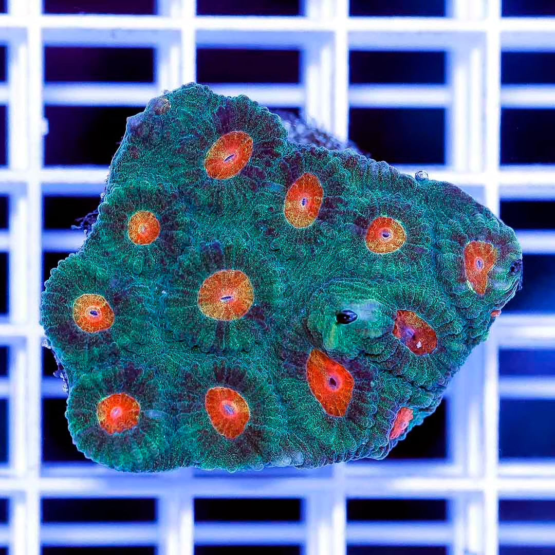 Aussie Ultra Neon Favia Frag Mother Colony UNFMC022601 WYSIWYG