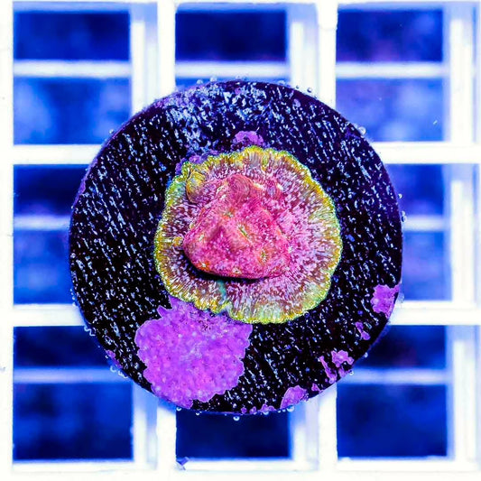 Indo Ultra Jason Fox Klepto Leptoseris Frag Mother Colony IUNJKLMC022601 WYSIWYG