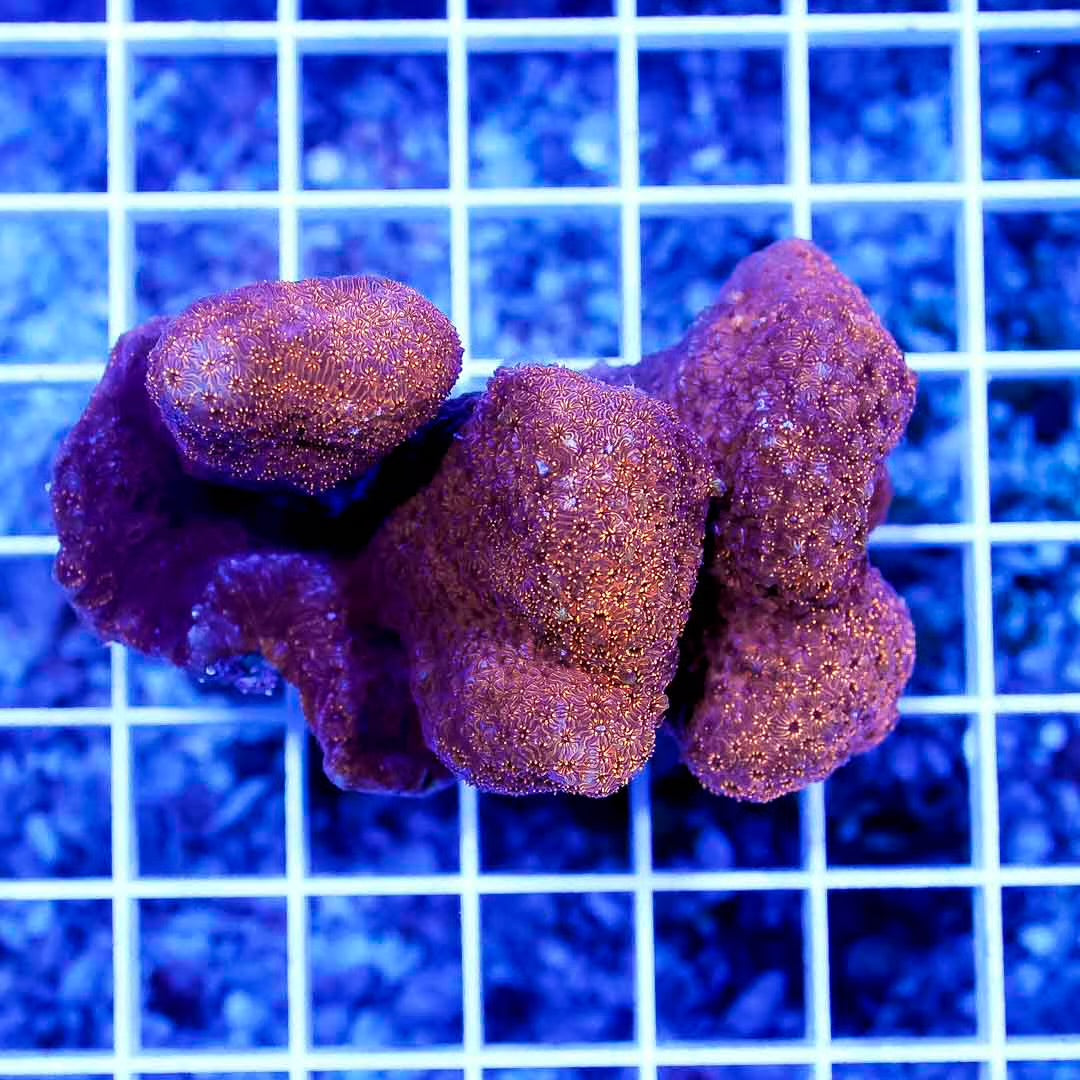 Neon Aussie Orange Pavona Mother Colony NAOPMC022601 WYSIWYG