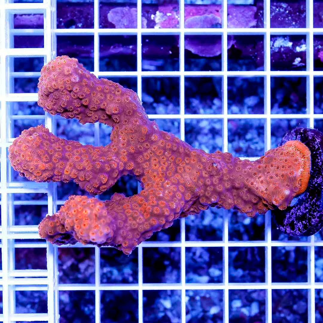 Neon Aussie Orange Pavona Mother Colony NAOPMC022602 WYSIWYG