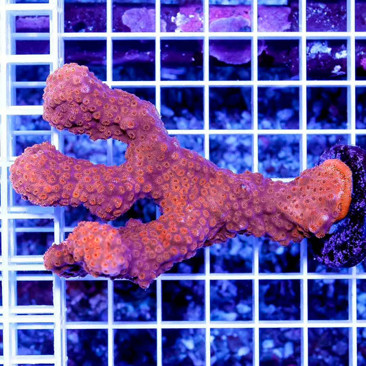 Neon Aussie Orange Pavona Mother Colony NAOPMC022602 WYSIWYG