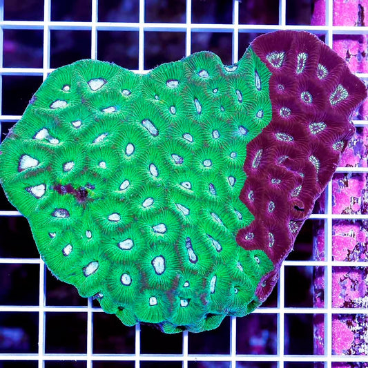 Ultra Aussie Goniastrea Mother Colony UAGMC022601 WYSIWYG