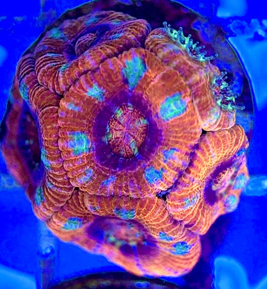 Acan Lordhowensis AL051003 WYSIWYG