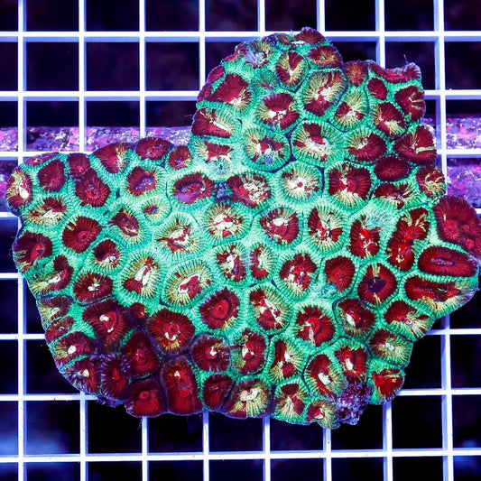 Ultra Hot Aussie Favia Mother Colony UHAFMCMC022601 WYSIWYG