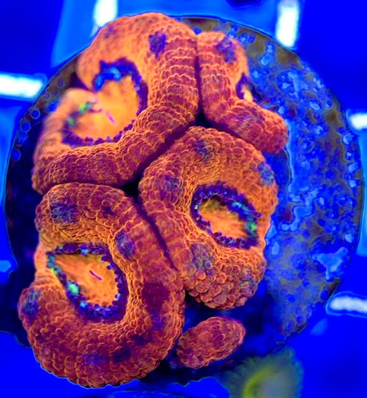 Acan Lordhowensis AL051004 WYSIWYG