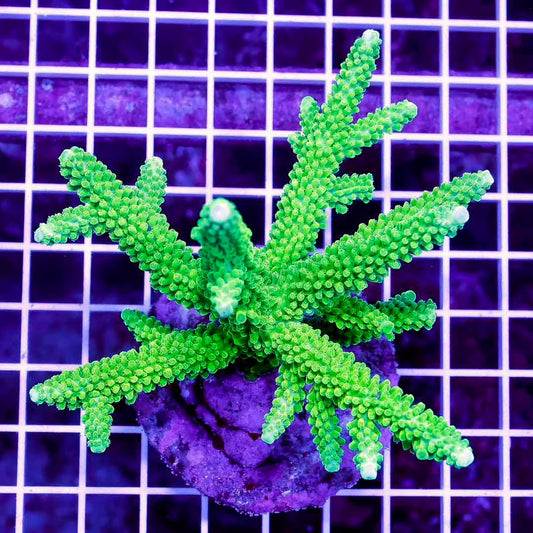 Indo Ultra Cultraed Acropora Mother Colony IUCAMC022601 WYSIWYG