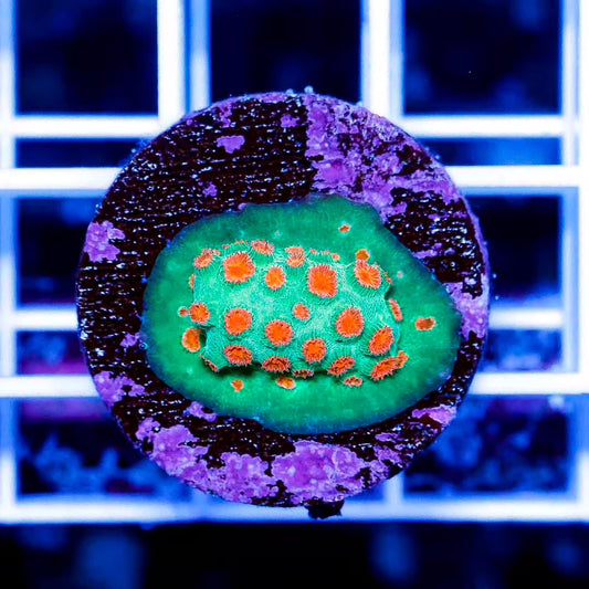 Indo Neon Cyphastrea Frag Mother Colony INCFMC022601 WYSIWYG