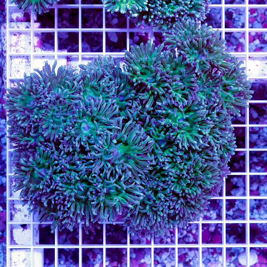 Neon Aussie Duncans Mother Colony NADMC022602 WYSIWYG