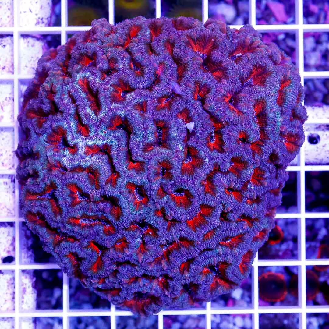 Acan Lordhowensis Size: M 0.5" to 1" Approx Frag - Violet Aquarium 