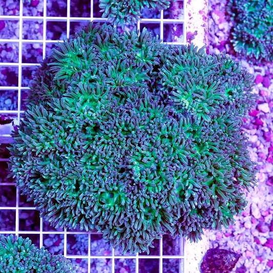 Neon Aussie Duncans Mother Colony ANDMC022603 WYSIWYG