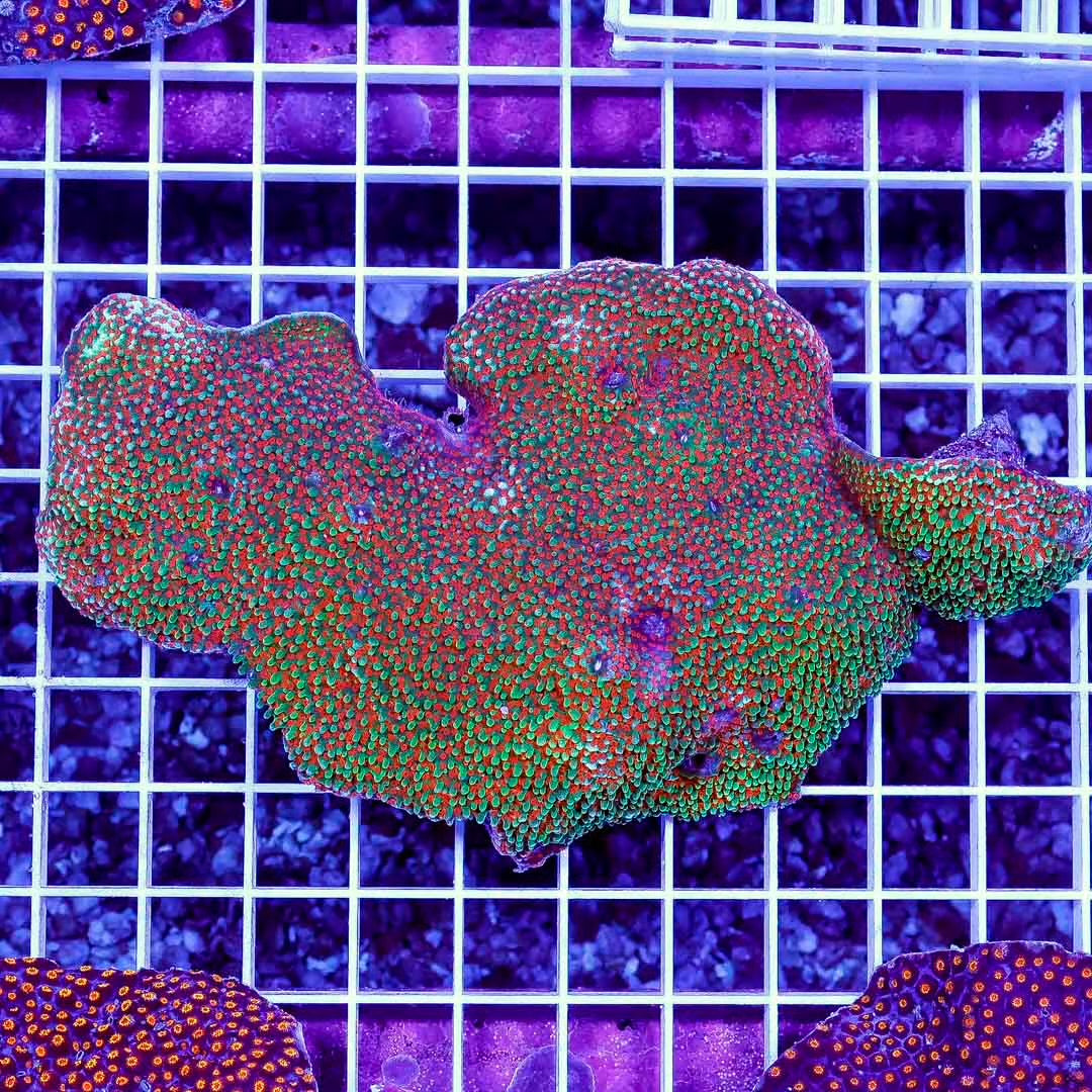Ultra Aussie Montipora Mother Colony UAMMC022601 WYSIWYG