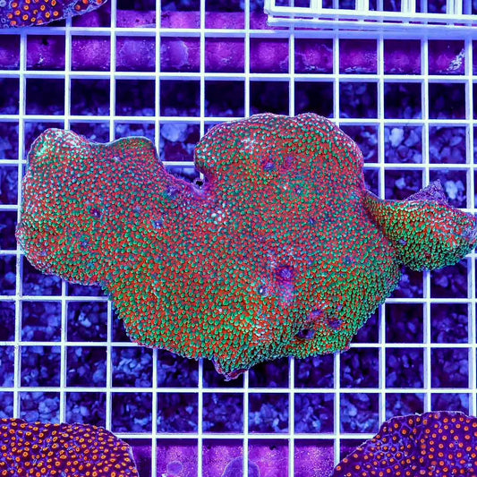 Ultra Aussie Montipora Mother Colony UAMMC022601 WYSIWYG