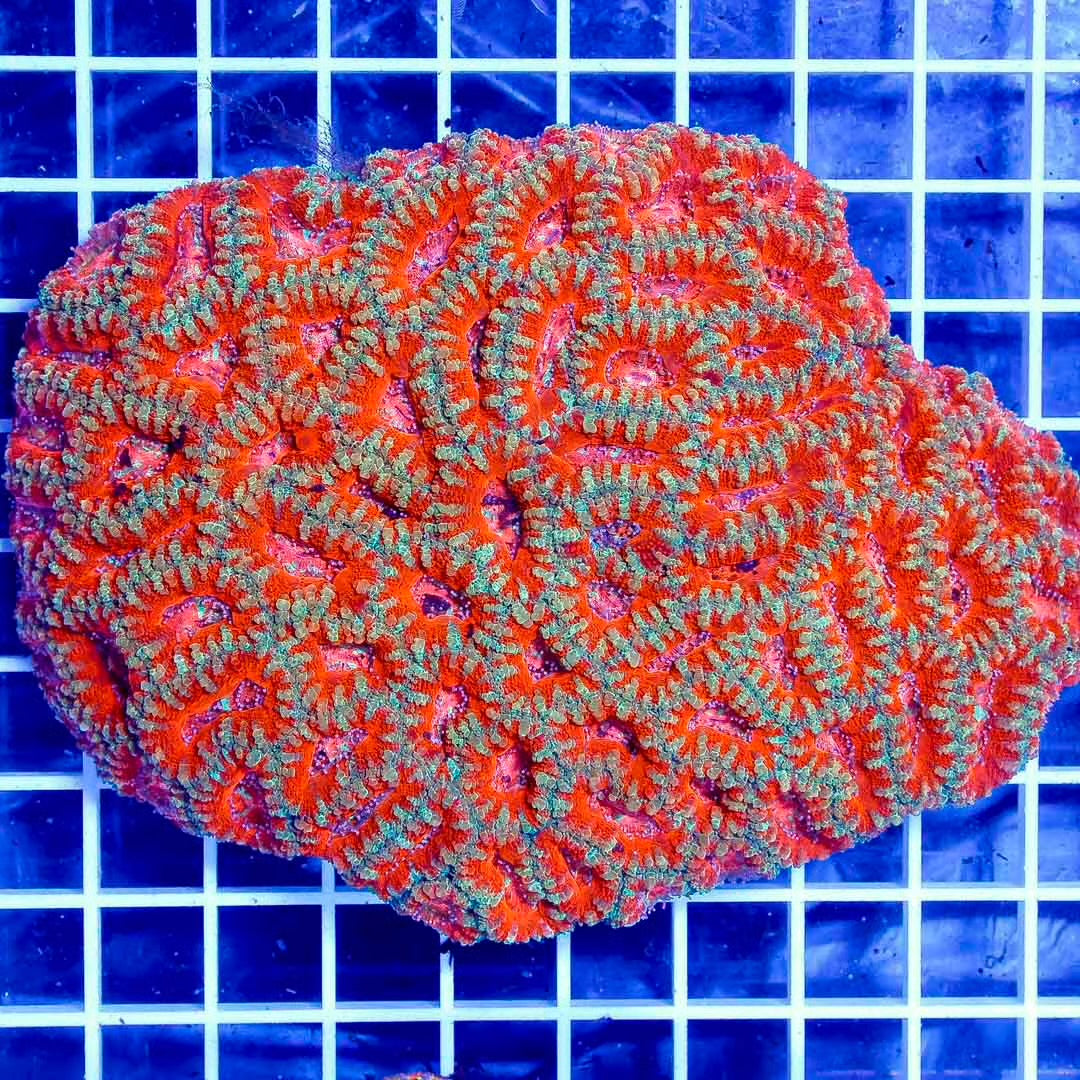 Acan Lordhowensis Size: M 0.5" to 1" Approx Frag - Violet Aquarium 