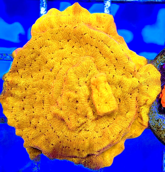 VA 24 K Gold Leptoseris GL051002 WYSIWYG