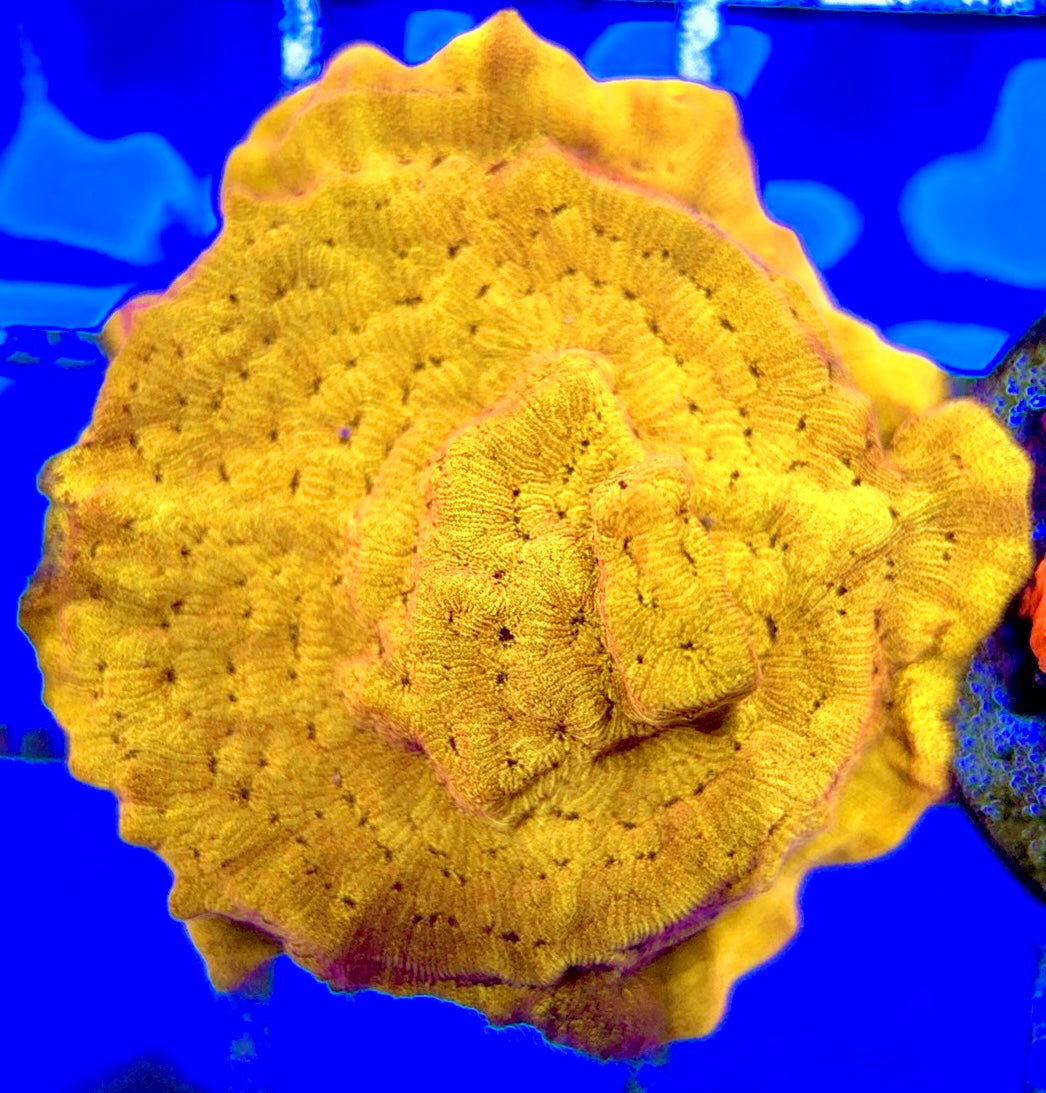 VA 24 K Gold Leptoseris GL051002 WYSIWYG