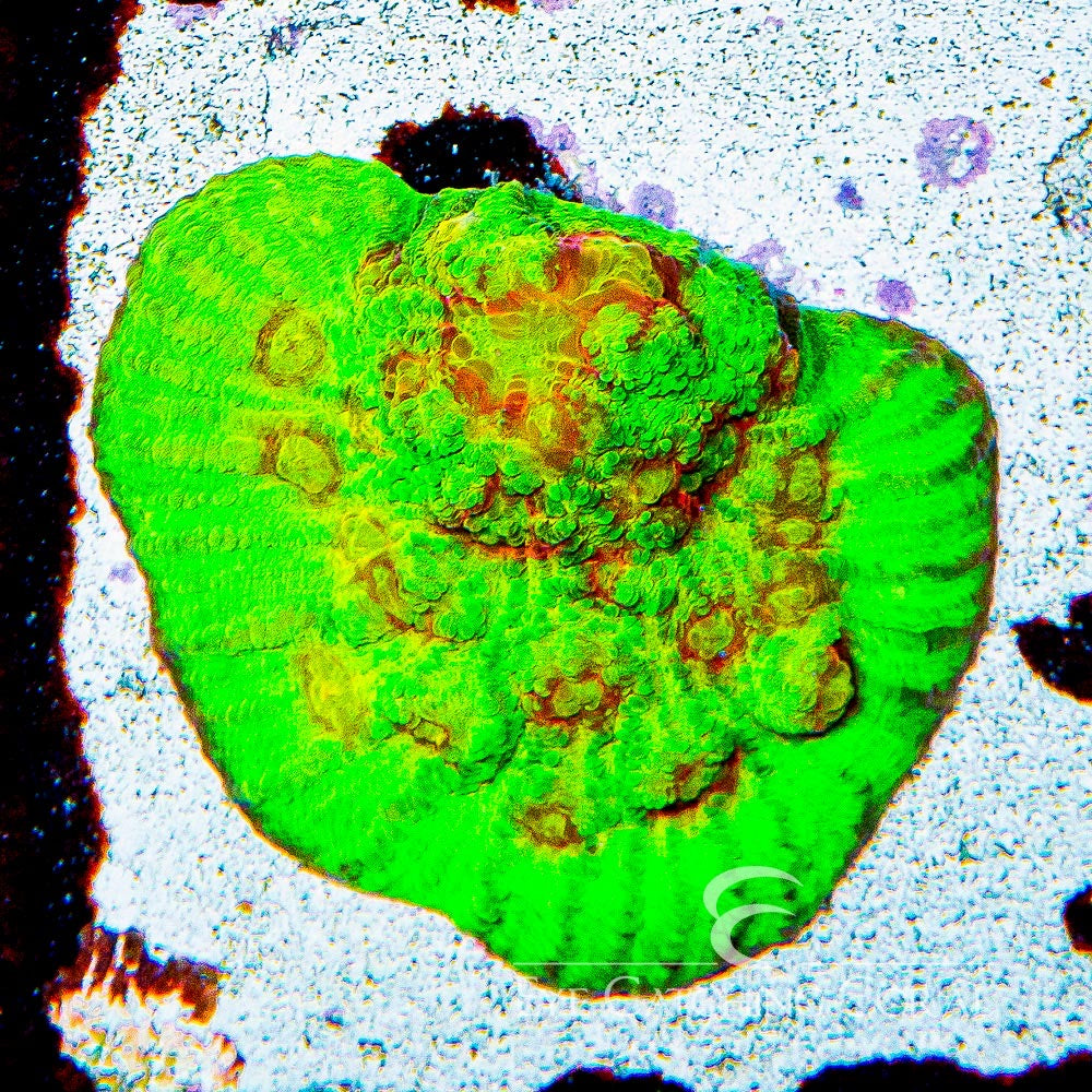 Aquacultured Fuego Chalice Frag Size: L 2" to 3" Approx Frag