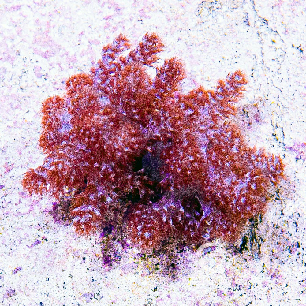 Kenya Tree Big Frag (Aquacultured ) Size: M 0.75" to 1" Approx Frag - Violet Aquarium 