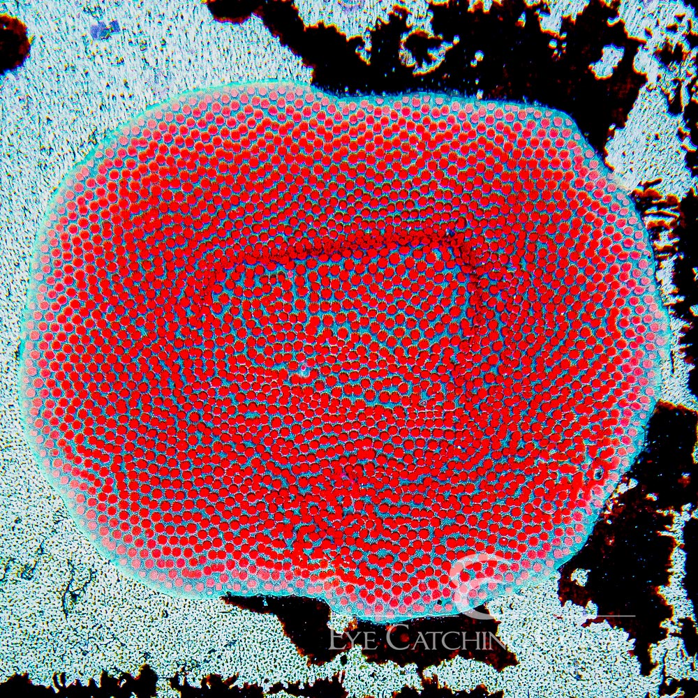 Superman Porites(Aquacultured) Size: L 2" to 3" Approx Frag