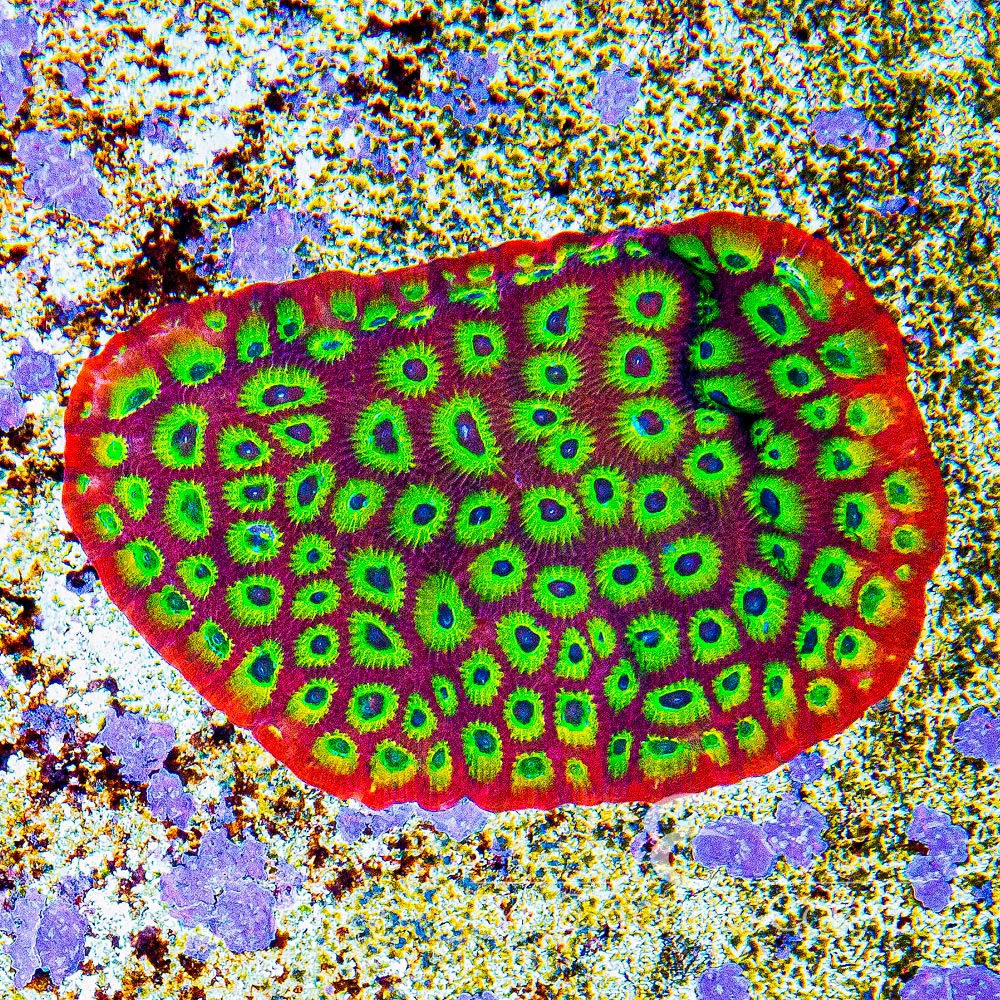 Flame Boy Favia (Aquacultured) Size: L 2" to 3" Approx Frag
