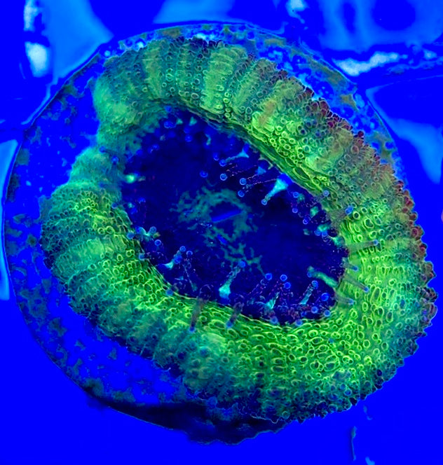 Acan Lordhowensis AL051002 WYSIWYG