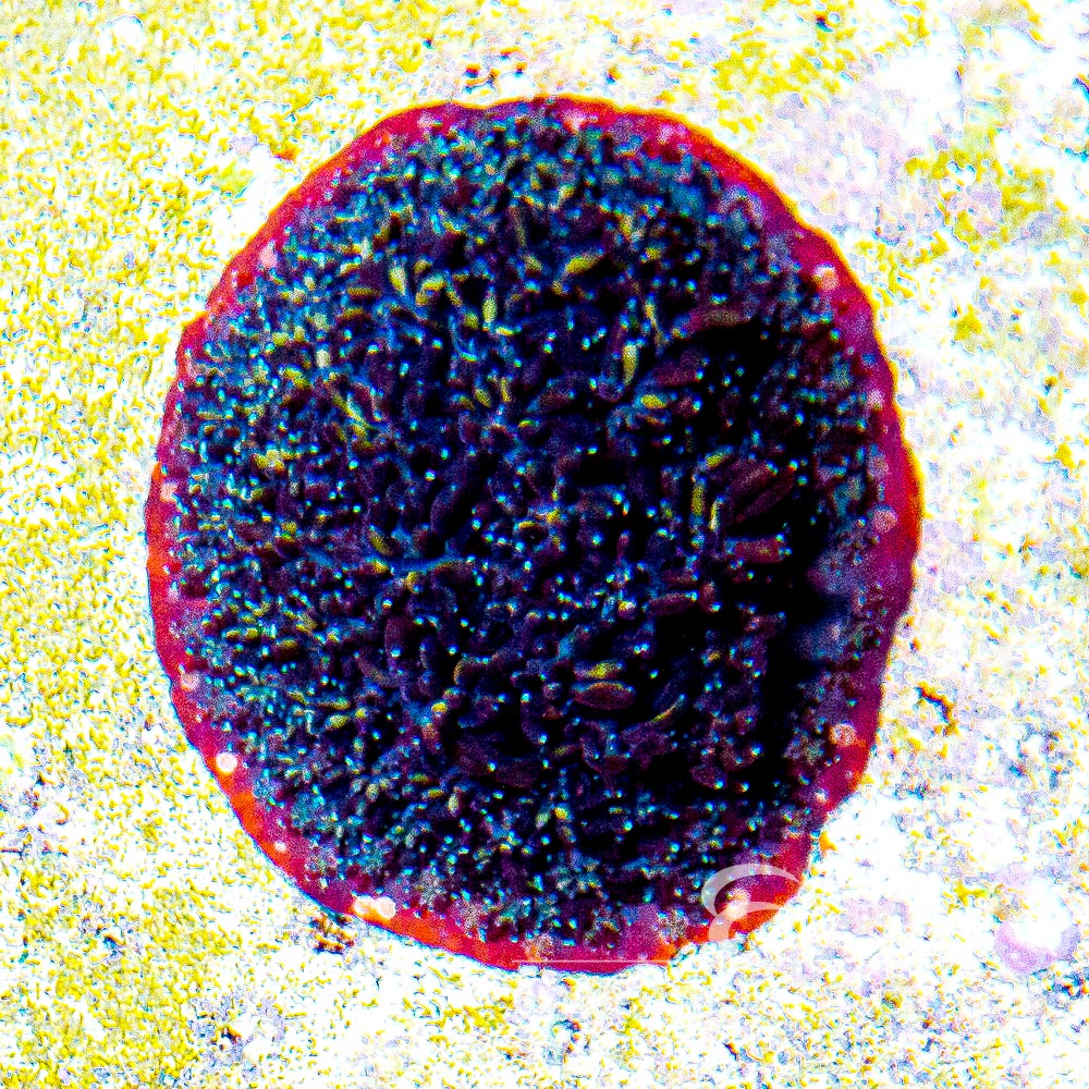 Yellow Passion Galaxea (Aquacultured) Size: L 2" to 3" Approx Frag - Violet Aquarium 