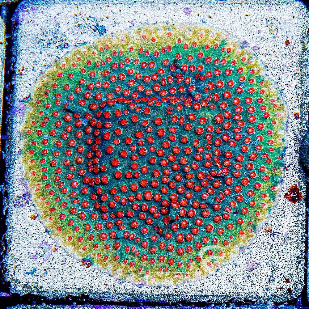 Molten Meteor Cyphastrea (Aquacultured) Size: L 2" to 3" Approx Frag - Violet Aquarium 