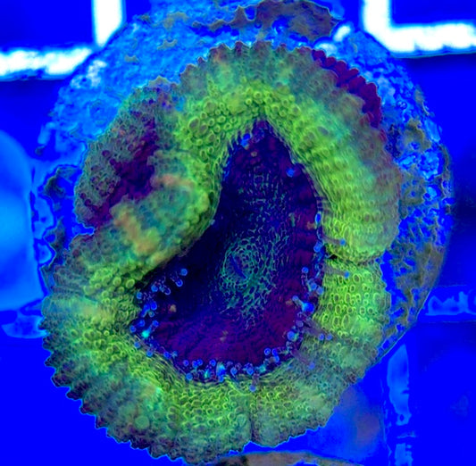 Acan Lordhowensis AL051003 WYSIWYG