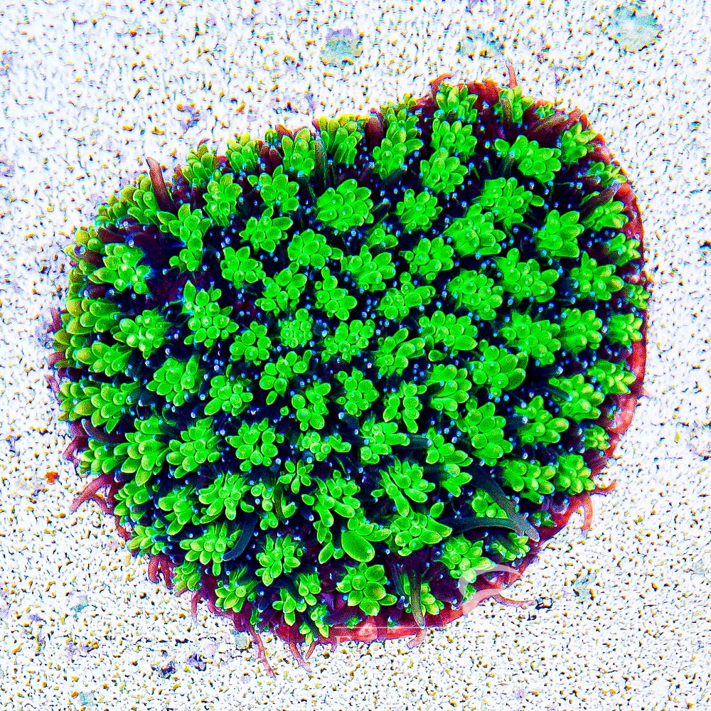 Emerald Galaxea (Aquacultured) Size: L 2" to 3" Approx Frag