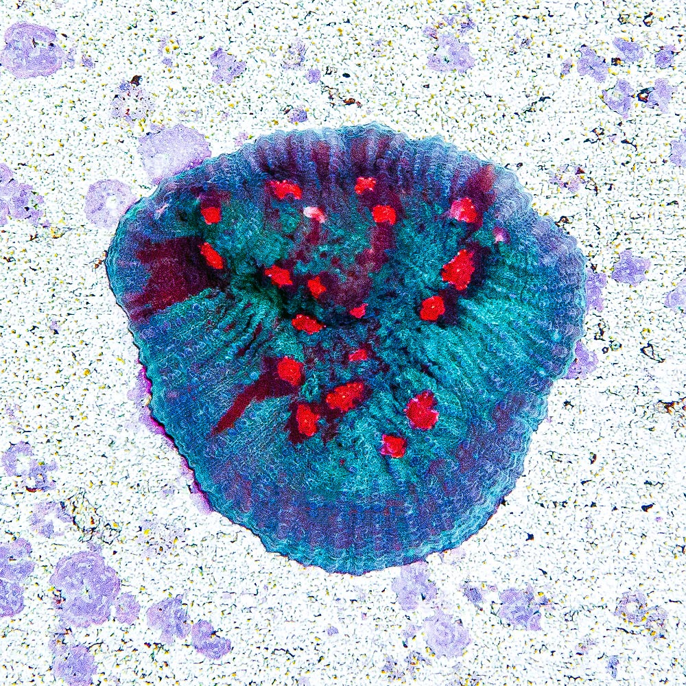 Frost Fire Chalice (Aquacultured) Size: L 1" to 3" Approx Frag - Violet Aquarium 