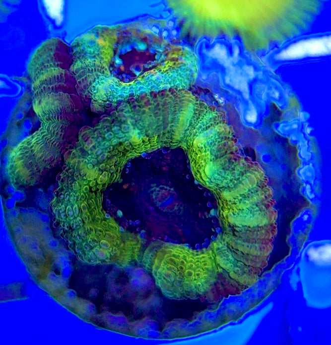 Acan Lordhowensis AL051004 WYSIWYG