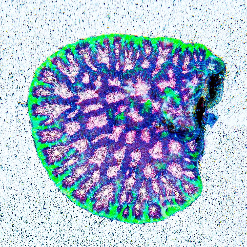 Bejeweled Favites (Aquacultured) Size: M 0.5" to 0.75" Approx Frag - Violet Aquarium 