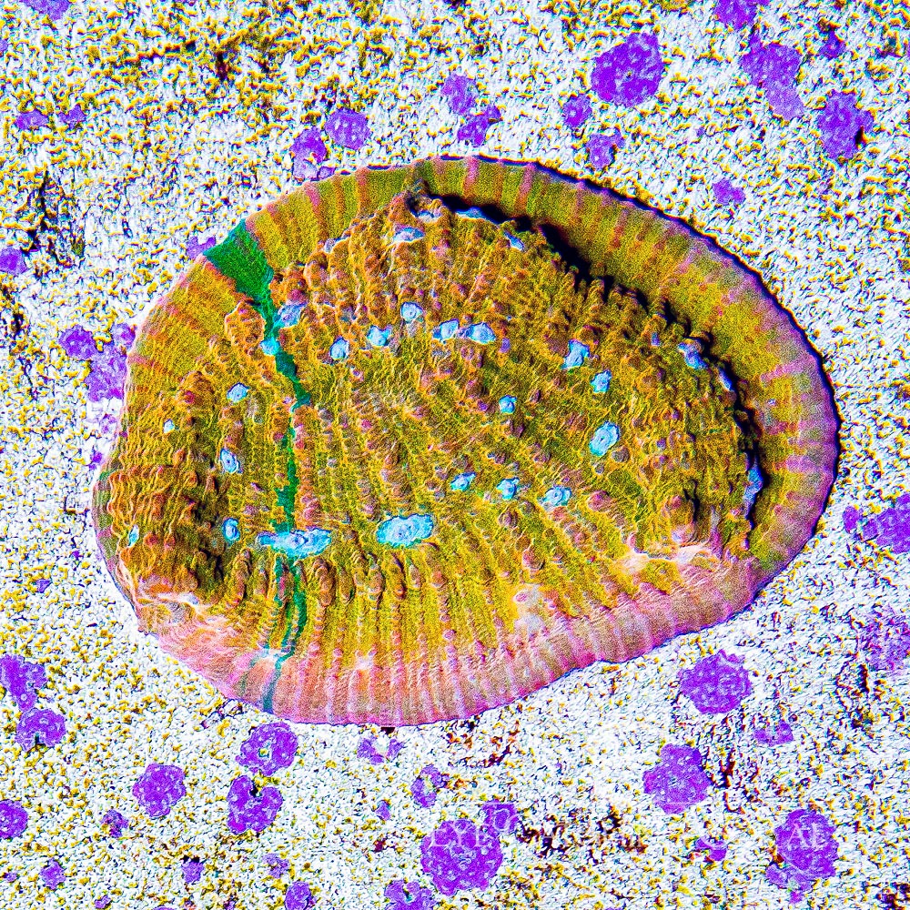 Orange Sherbert Chalice (Aquacultured) Size: L 1" to 3" Approx Frag